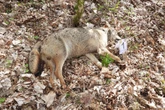 pochi secondi faNell’ultima settimana, nel Parco nazionale d’Abruzzo sono stati trovati 18 lupi morti, forse per avvelenamento