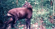 Sono dodici anni che non avvistiamo questo animaleIl saola è così elusivo da essere soprannominato “unicorno asiatico”: vive tra Vietnam e Laos, ma potrebbe essere già estinto