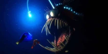 Gli animali che si illuminano al buioNon sono pochi e lo fanno da soli o grazie ai batteri che li ospitano, che si possono osservare anche in un panino di gamberi precotti