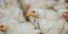Il paese europeo più colpito dall’influenza aviariaÈ la Polonia, in cui il settore dell'allevamento di polli è gigantesco ma anche piuttosto fragile