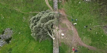 pochi secondi faI due uomini che abbatterono “l’albero di Robin Hood” nel Regno Unito sono stati condannati a 4 anni e 3 mesi di carcere