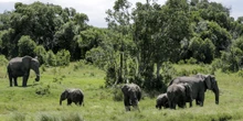 2 minuti faUna turista britannica e una neozelandese sono state uccise da un elefante durante un safari in Zambia