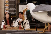 Weekly BeastsQuesto gabbiano e un canguro albino, un gatto leopardo e un cuon alpino, tra gli animali fotografati nei giorni scorsi