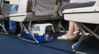 Anche con le nuove regole, viaggiare coi cani in aereo non cambierà granchéL’ENAC ha alzato il limite di peso per gli animali ammessi in cabina ma molti sono comunque troppo grossi