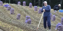In Bielorussia le patate sono diventate molto più rare e costose: ed è un guaioNel paese se ne mangia una quantità immensa: oggi però l'intero settore è in una crisi da cui sembra difficile uscire