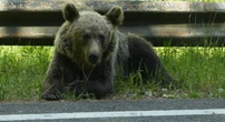 pochi secondi faIn Romania ci sono tantissimi orsiDopo che un turista italiano è stato ucciso da un'orsa sono stati fatti dei paragoni con il Trentino, ma tra le Alpi e i Carpazi ci sono delle differenze