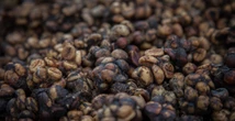 3 minuti faIl caffè fatto con la cacca di zibetto è ancora un misteroUna ricerca ha provato a capire cosa renda speciale il suo aroma, che per qualcuno è un mezzo imbroglio