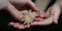 2 minuti faAbbiamo scoperto cosa ha ucciso miliardi di stelle marine negli ultimi 15 anniÈ stato un batterio dello stesso genere di quello del colera: ora che lo sappiamo forse sarà possibile risolvere una grossa crisi ecologica