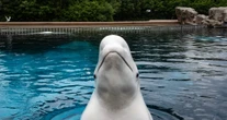 3 minuti faUno zoo marino canadese ha minacciato di uccidere 30 belugaPerché non li può più mantenere e il governo ne sta ostacolando il trasferimento