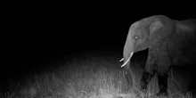 pochi secondi faCome Werner Herzog fa i suoi documentariL'ultimo, “Ghost Elephants”, l'ha presentato a Venezia, dove ha ricevuto anche il premio alla carriera e ha specificato di non aver ancora finito