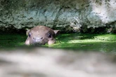 pochi secondi faWeekly BeastsPrede e predatori, cavalli rivali e qualche animale in ammollo