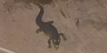 4 minuti faIl coccodrillo che si pensava stesse girando per Ladispoli era un giocattoloQualcuno l'aveva messo vicino al fiume della città laziale, l'aveva fotografato e aveva messo online l'immagine, causando molti allarmi