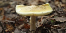 1 minuto faIn Australia una donna è stata condannata per aver avvelenato e ucciso con dei funghi tre parentiErin Patterson aveva servito la velenosa Amanita falloide durante un pranzo