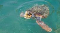 1 minuto faSempre più tartarughe marine nidificano in ItaliaQuest'anno sono stati censiti più di 700 nidi di Caretta caretta: centrano una maggiore protezione delle spiagge, ma anche gli effetti del cambiamento climatico