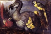 5 minuti faDa quattro secoli pensiamo ai dodo nel modo sbagliatoDescrizioni fantasiose di chi li osservò e illustrazioni artistiche caricaturali hanno falsato anche i resoconti scientifici, che non gli hanno reso giustizia per molto tempo