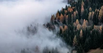 4 minuti faForse non sai di avere un boscoNon è un'esagerazione: in molti casi risalire ai proprietari è impossibile, perché abbiamo lasciato le foreste abbandonate senza preoccuparci delle conseguenze