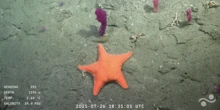 1 minuto faQuesta diretta dal fondo dell’oceano piace a moltissimi argentini, ma non a MileiHa ottenuto più di un milione di visualizzazioni ed è diventata un simbolo delle proteste contro i tagli alla ricerca del presidente
