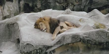 4 minuti faUno zoo danese cerca animali domestici da far mangiare ai suoi predatoriCome conigli, porcellini d'india, polli o cavalli anziani: è una pratica comune in Danimarca