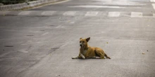 1 minuto faDopo molte proteste la Corte suprema indiana ha cambiato idea sull’ordine di mettere in canile migliaia di cani randagi a Nuova Delhi