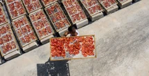Quanto dovremmo pagare un chilo di pomodori?Per rispondere alla domanda e fare scelte più etiche bisogna guardare ai campi, ma anche allo strapotere della grande distribuzione organizzata