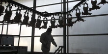 Un altro problema, meno noto, dell’industria della carnePer chi lavora nella macellazione uccidere animali tutti i giorni può portare a disturbi psicologici gravi