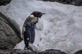 4 minuti faL’Unione internazionale per la conservazione della natura ha detto che i pinguini imperatori sono a rischio di estinzione