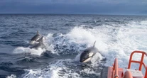 pochi secondi faLe orche continuano ad attaccare le barche lungo la costa ibericaIn poche settimane sono stati segnalati 15 casi in Galizia: è un annoso problema, e ci sono alcune ipotesi