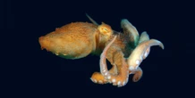 1 minuto faLa flessibilità del polpoUna nuova ricerca ha catalogato nel dettaglio i movimenti delle loro braccia, che ci appaiono più caotici di quanto lo siano in realtà