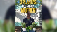 Joan Calderón, jardinero: "Hay tres plantas que nunca mueren, da igual que te olvides de regarlas y el lugar que las coloques de la casa"