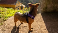 Alberto Sanz, adiestrador canino: "A la hora de elegir entre usar correa o arnés para pasear al perro yo recomendaría que, si tiene problemas de conducta, collar al 100%"