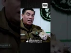 Gato Naruto: delegacia no Chile ganha reforço felino