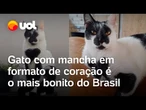 Gato com mancha em formato de coração é eleito o mais bonito do Brasil; veja vídeo
