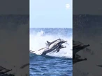 Massive pod of dolphins charges past boat