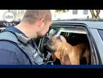 Bo the bloodhound wins 'Hero Dog' award for helping police