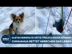 SCHWEIZ: Wanderer stürzt in Gletscherspalte – Chihuahua rettet sein Leben | Gute Nachricht des Tages