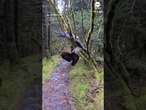 Hiker stumbles upon two bald eagles tangled in tree