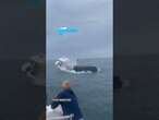 EE UU | Una ballena vuelca un barco en New Hampshire | EL PAÍS