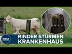 HESSEN: Kühe stürmen Notaufnahme – Rinderherde läuft durch Krankenhaus bis in den dritten Stock