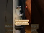 Gatinho encontra esconderijo e se cobre com a cortina para fugir das brincadeiras do