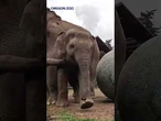 Baby elephant has a 'ball' playing with new toy at Oregon Zoo