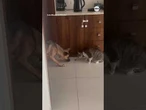 Dog and cat face off for last bite of food