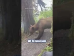 WATCH: Hikers have TERRIFYING encounter with grizzly bear #foxnews #shorts #animals