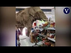 Un elefante hambriento saquea una tienda de comestibles en Tailandia