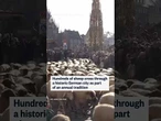 Hundreds of sheep cross through a historic Germany city as part of an annual tradition