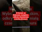 W Dorset, na Wybrzeżu Jurajskim, odkryto skamieniałą czaszkę pliozaura