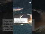 Así dan a luz las ballenas jorobadas durante el viaje migratorio fuera de las zonas de cría #Ballena