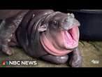 Baby pygmy hippo becomes worldwide internet sensation