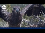 Sunny, one of the closely-watched baby bald eagles, leaves nest for first time