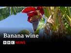 Why banana wine production is flourishing in Malawi | BBC News