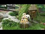 Mosca, il panda Katyusha compie due anni